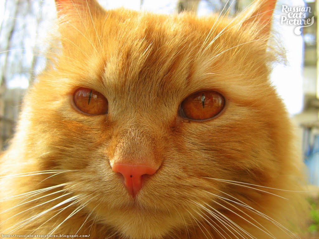 RedEyed Red Mackerel Tabby Sad Cat — Russian Cats Pictures
