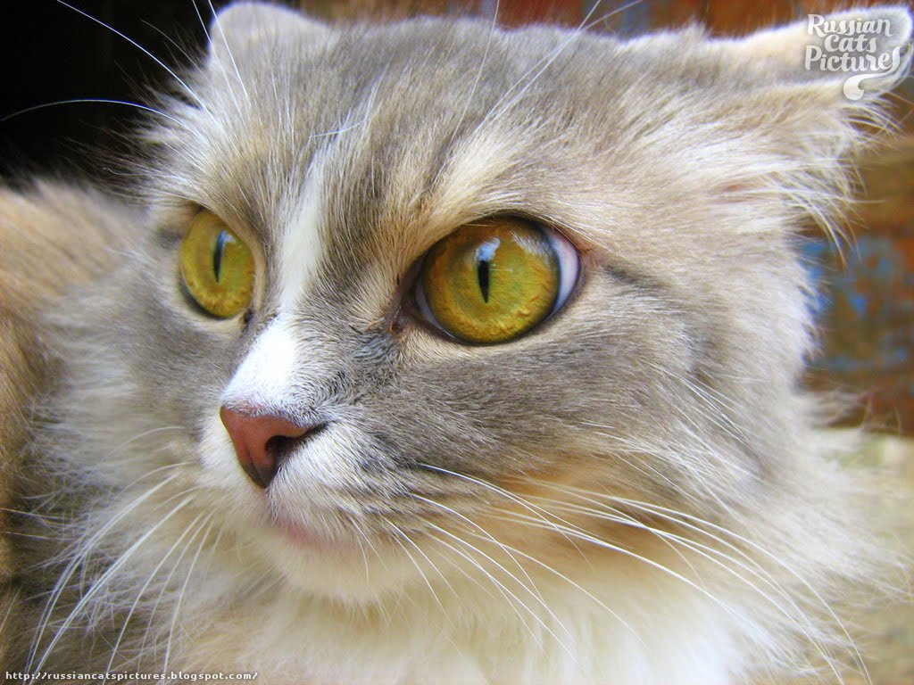 YellowEyed Blue Mackerel Tabby with White Kitty — Russian Cats Pictures