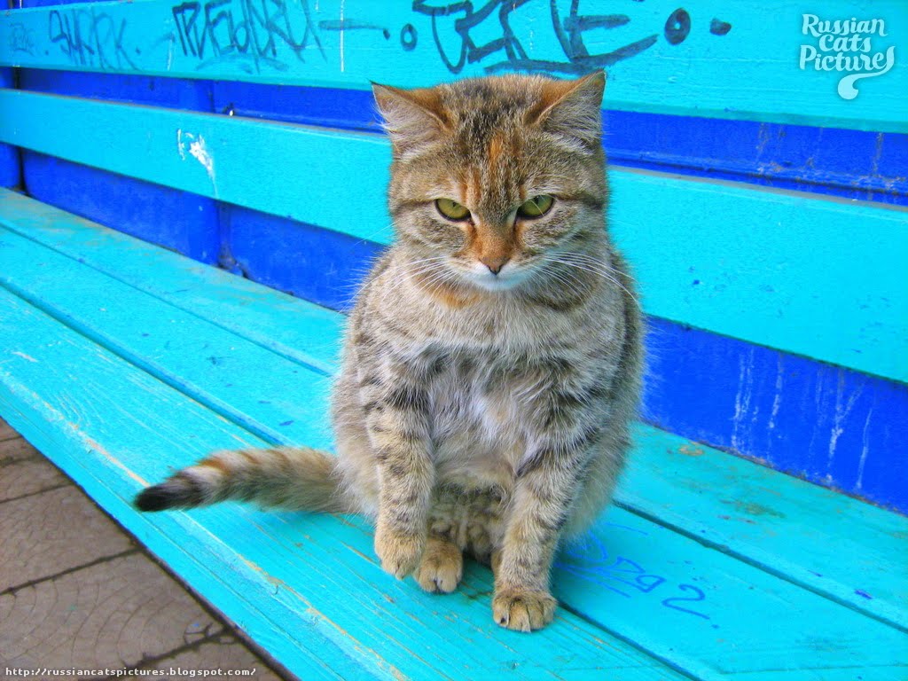 GreenEyed Brown Mackerel Torbie Homeless Kitty — Russian Cats Pictures
