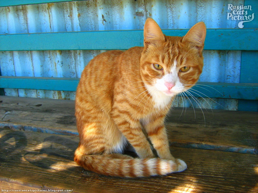 OrangeEyed Red Mackerel Tabby with White Happy Cat — Russian Cats Pictures