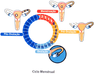 Por Onde Sai A Menstruação | A Menstruação Sai por Onde? Entenda Tudo ...