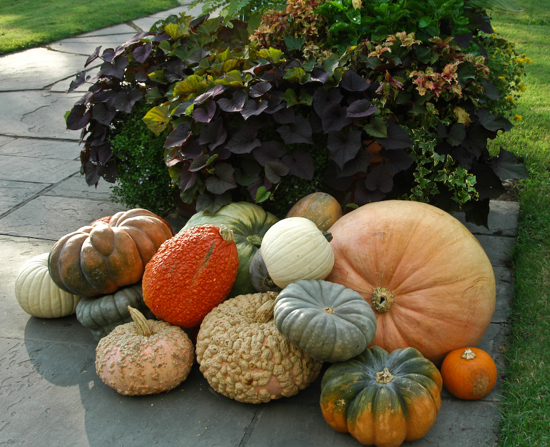 Pumpkins and gourds