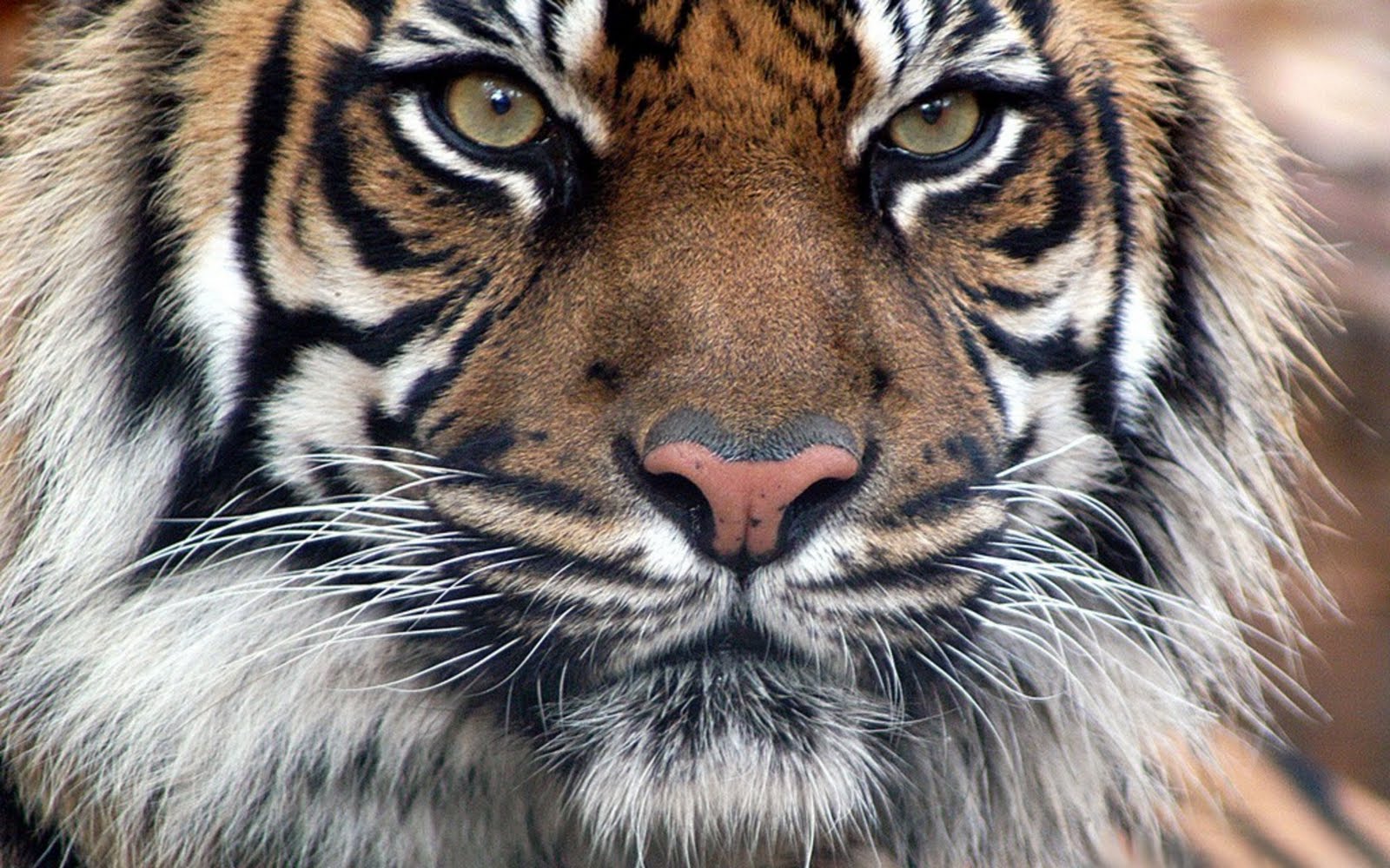 Muhammad nouman ali sheroz awais iqbal talha mohsin riaz: cool winter Pets and Animals: Tiger wallpapers