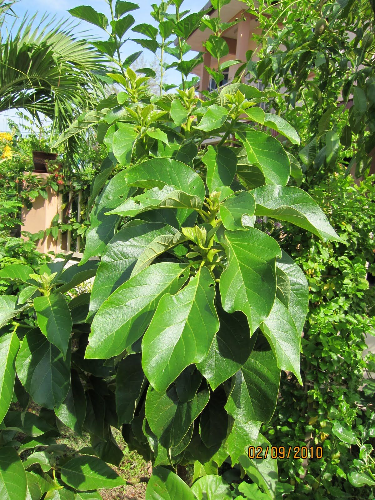 Shades of Grey Growing Fruit Trees ( Part 2 )