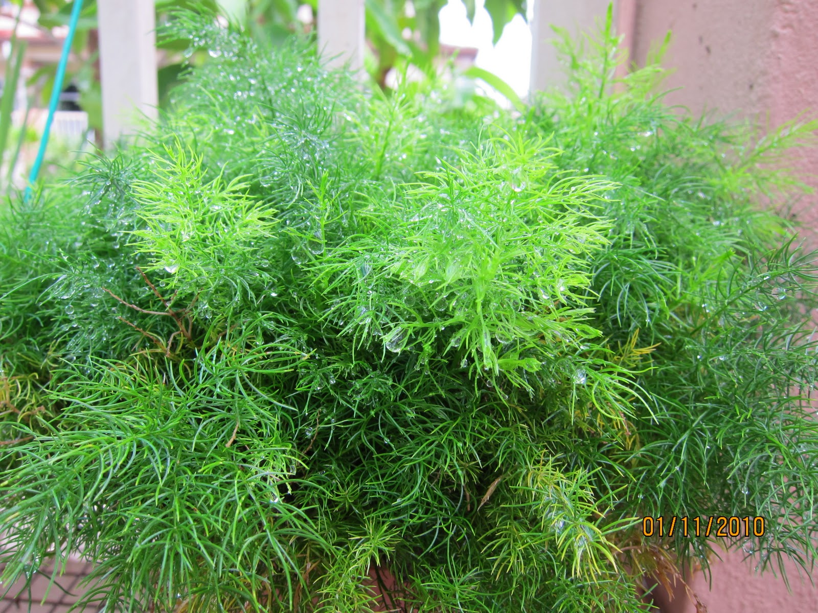 Shades of Grey Asparagus densiflorus 'sprengeri' (Sprengeri Fern)