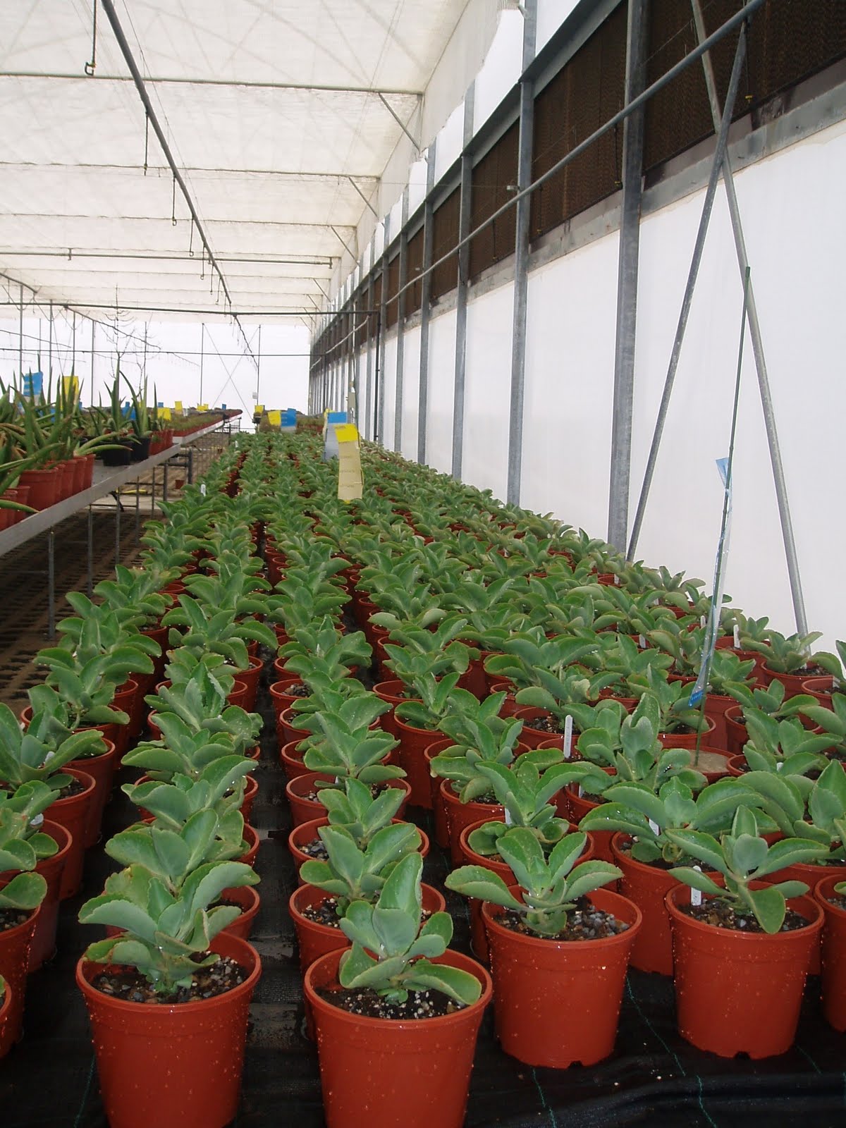 Oman Growing the plants