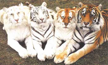 [tiger-colors.jpg]