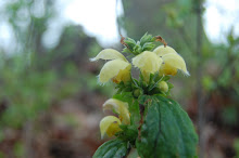 Yellow Archangel