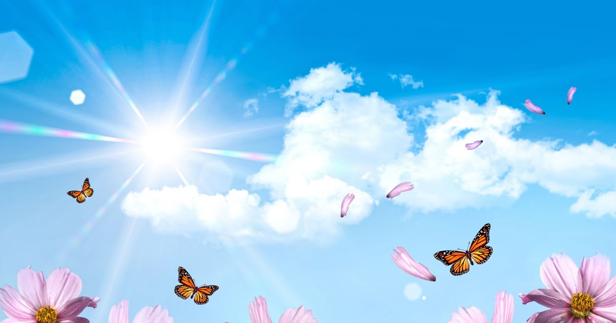 achtergrond bloemen rustig zomer desktop achtergronden hd wallpapers achtergrond bloemen rustig zomer desktop achtergronden hd wallpapers