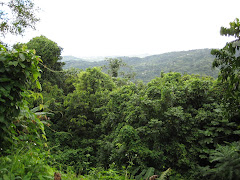 Vista del Yunque