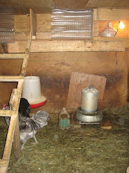 chicken cold weather coop coops homestead waterer heated roots wild perch