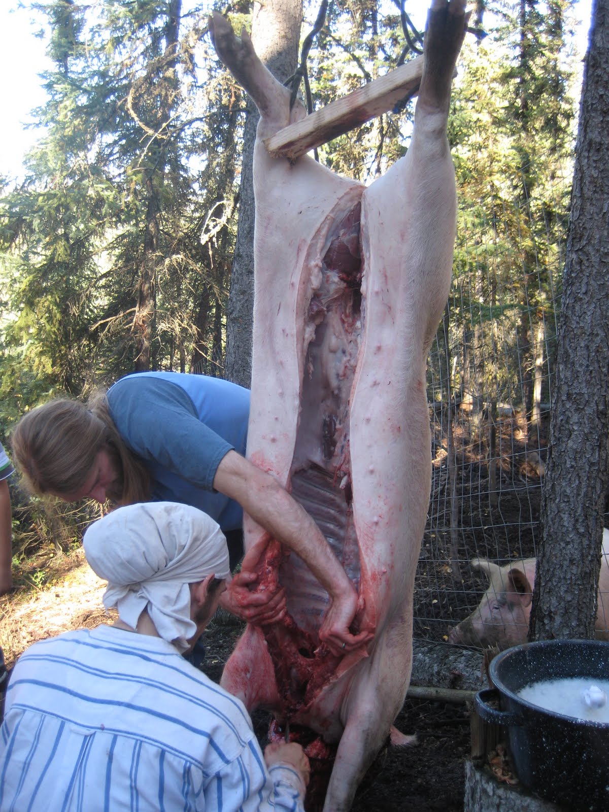 Wild Roots Homestead: Pig butchering pictures