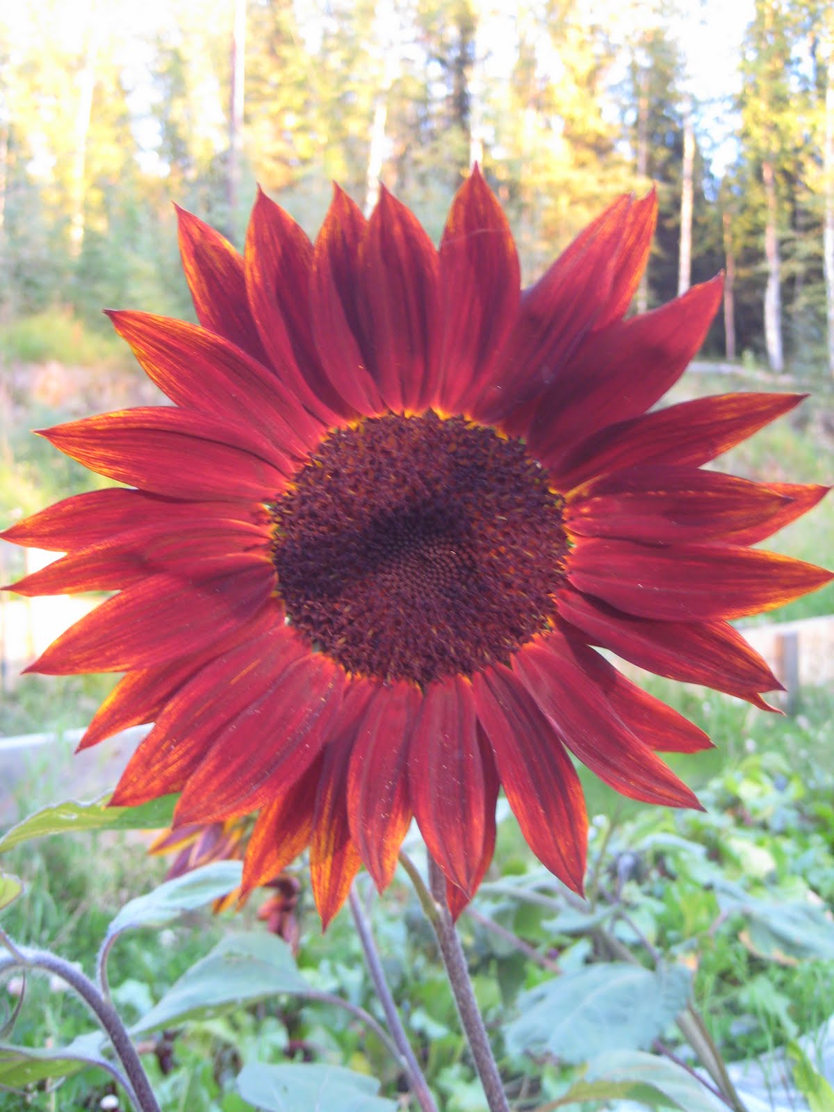 Wild Roots Homestead goats and sunflowers