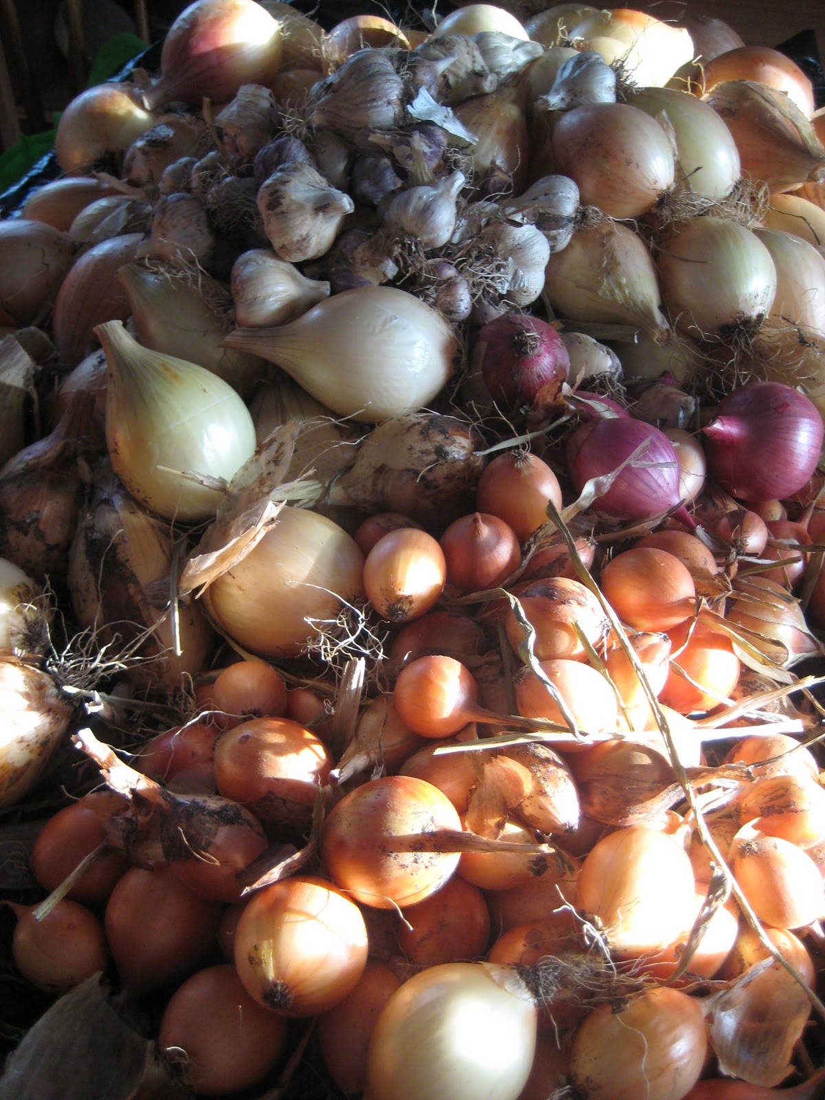 Wild Roots Homestead This summers onions, leeks, shallots and scallions