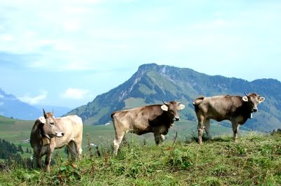 [kuen_auf_die_alpen.jpg]