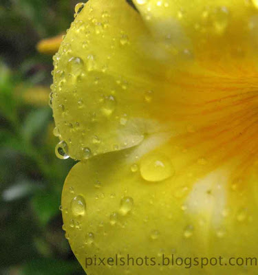 rain-drop-closeup-from-flower-petals,kolamby-poovu,manja-kolamby,kerala-local-flowers,closeup-mode-flower-photos,yellow-bell,rain-soaked-flower-petals