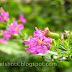 Tiny Violet Flowers, Mexican Heather Flower Closeups From gardens of Kerala