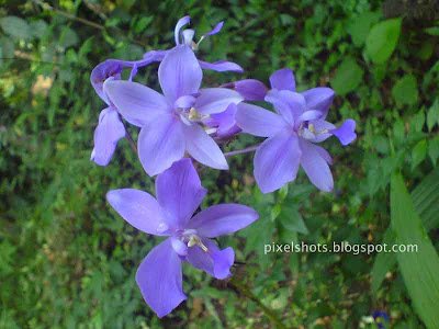 violet-ground-orchid-flowers,orchid-flower-closeup-photos,violet-kerla-garden-flowers-closeups,kerala-flower-photos