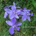 ORCHIDS, Ground Orchid Violet Flowers from Kerala