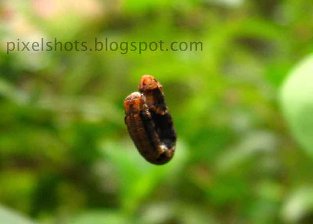 garden-worm-closeup,silk-worms,tiny-garden-worms-dangling-down-garden-plants,plant-eater-worm-closeup-from-kerala-gardens