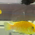 Yellow Cichlid Aquarium Fish Photos & Facts, Aquarium fish show from Cochin/Kerala