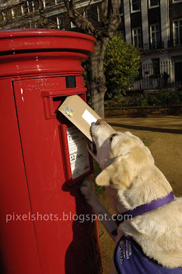 dog posting letter,amazing famous dog endal posting a letter photographed media,trained pets,intelligent pet dogs