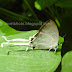 Fluffy tits, white tailed butterfly species of Indian tropical forests. Butterfly facts, & photos, India/ Kerala