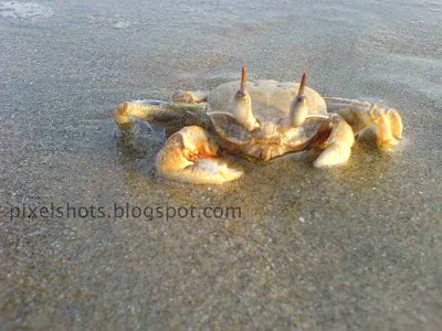 cute crab photograph taken from calicut beach in kerala,crab soaked in sea water laying over the beach sand,crabs in kerala beaches