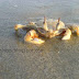 Kerala Amateur Photo Gallery: Crab from beach,red hibiscus flower,cannons,coconut trees etc.Photos with SonyEricsson cell phones