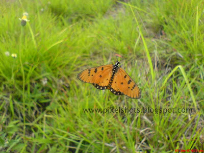 butterfly with yellow black dotted wings resting over plants taken in closeup mode from our college campus