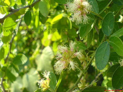 flowers closeup image from beach side plant in fort cochin kerala india
