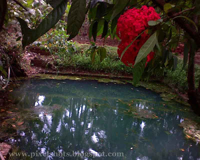 pond in kerala photographed using sonyericsson k510i cell phone