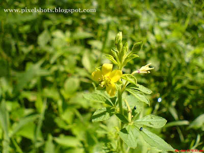 flower closeups using sony ericsson w810i cell phone