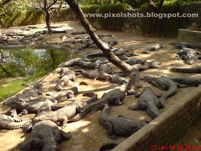 crocodiles from the crocodile conservation park of chennai india digital photo, reptiles, indian reptile zoo, zoo photos, carnivorous reptiles in India, reptile park of South India, breeding crocodiles in Indian parks, large number of crocodiles in croc pit of reptile park