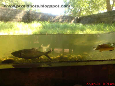 aquarium fishes in the fish tank of crocodile bank in tamilnadu india, crocodile bank aquarium fishes