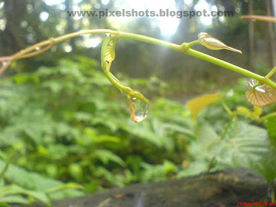 dew drops closeups in a plant leaf taken during morning sun shine