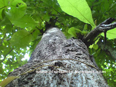 big tree trunk image of badam or almond tree photographed upshot