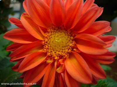 flowers closeup of orange dalia flower from home garden photographed using digital camera