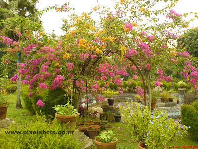 flowers in the garden plants of hill palace of ernakulam kerala