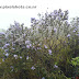Munnar hillstation Sceneries -Photos of Neelakurinjy flowers,Misty forest in valleys,Violet flower covered mountain slopes,mist covered mountains