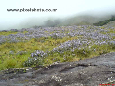 violet flowers of neelakurinjis spreaded on the mountain slopes in rajamala munnar kerala