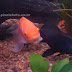 Aquarium Fish Photography.Photos of fresh water aquarium fishes like, gold fishes,Black moors,Miss Kerala and a giant piranha..Digital camera photos..