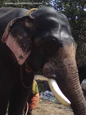 elephant closeup photograph from kerala,asian tusker elephant domesticated in kerala temples