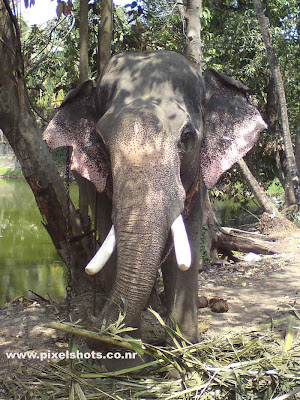 indian elephant tusker photograph from kerala