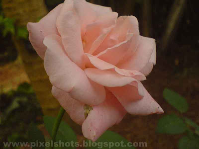 pink rose flower closeup photograph,photo of garden roseplant and flowers photographed in macro mode of digital camera