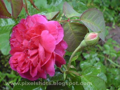 red roses closeup photo taken from gardens in kerala,rose flower with bud soaked in the rain water,rose flowers found in kerala india