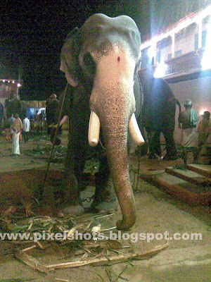 domestic trained temple tusker elephant gireesan,kerala-elephant-pictures,asian-elephants,indian-elephant