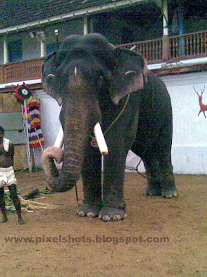 pampady rajan,gajarajan,keralas-elephant,good-elephant-of-kerala,elephant-gajarajan,kerala-elephant-photo