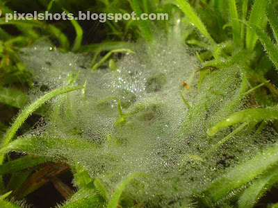 web of spider soaked in dew drops,early morning nature photos