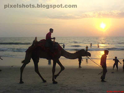 beach sunset photographs and man riding camel through beach in sunsets,camel,sunset,beach sunset,kerala beaches,scenic beach sunsets,beaches